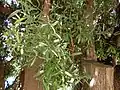 樹皮と葉