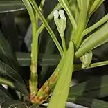 イヌマキの雌花