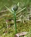 マキ属の発芽は地上性（英:epigeal）である