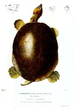 マグダレナヨコクビガメ