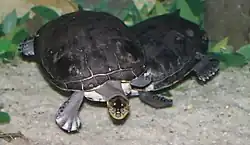 ムツコブヨコクビガメ