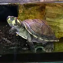 モンキヨコクビガメ