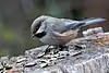 P. hudsonicusカナダコガラ