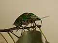側面像体には厚みがあって丸っこい。