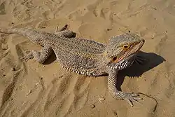 フトアゴヒゲトカゲ