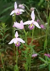 Pogonia ophioglossoides