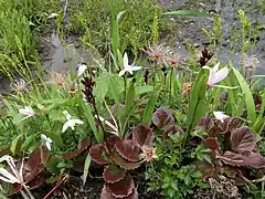 亜高山帯のやや湿った草地で、チングルマ、キンコウカ、イワカガミとともに生育している。