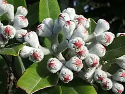 蕾。