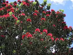 花期。