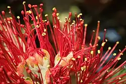 雄蕊（黄色い葯が先端についたもの）と雌蕊。