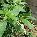 葉と蕾