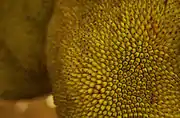 果実の表面