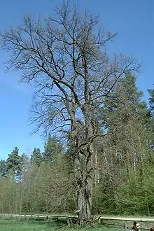 王の樫