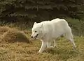 ホッキョクオオカミCanis lupus arctos