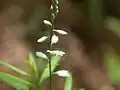 花序の拡大（沖縄）