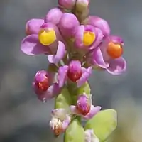 花弁は3個で、総状花序で多数の花を付ける