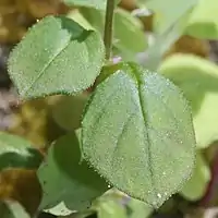 葉の縁に毛がある
