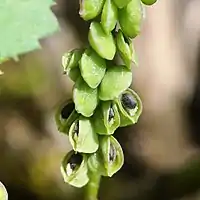 巾着に似た形態の楕円形の蒴果、黒色の種子の先端に小型の仮種皮が付く
