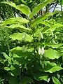 ミヤマナルコユリ（ユリ科） Polygonatum lasianthum