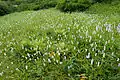 空木平のお花畑(イブキトラノオの群生・2008年7月)