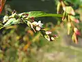 ヤナギタデの花
