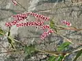 花と果実