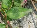 葉