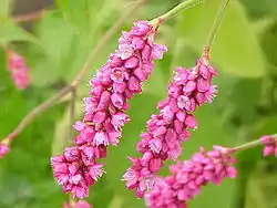Polygonum orientale
