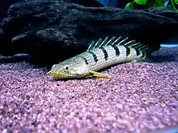 Polypterus delhezi 2