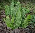 シダの一種Polystichum munitum