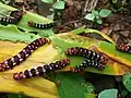 アマリリスの葉を摂食する Polytela gloriosaeインド