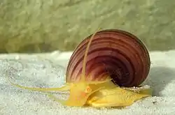 Pomacea bridgesii