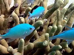 クジャクスズメダイ