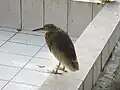 インドアカガシラサギ