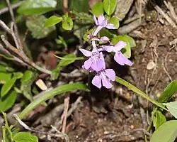 ウチョウラン、御在所岳(三重県菰野町)にて、2016年7月5日撮影