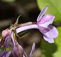花の細部（側面）