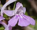 花の細部（正面）