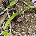 広線形の葉が2-3枚付く。