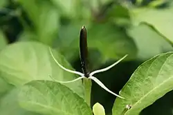 ムラサキルエリアの果実