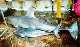 Two sharks lying on a boat deck, the one in front about half the size of the one in back but otherwise similar in appearance