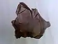 葉状体 (配偶体)