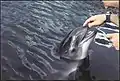 頭部