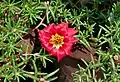 マツバボタン (Portulaca grandiflora)