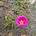 花が咲いている様子