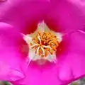 雌蕊と雄蕊