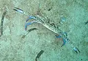 タイワンガザミPortunus pelagicus