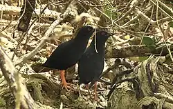 ヘンダーソンクイナ