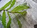 エビモ