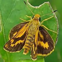 キマダラセセリPotanthus flavumセセリチョウ科