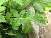 根出葉は5小葉からなる。